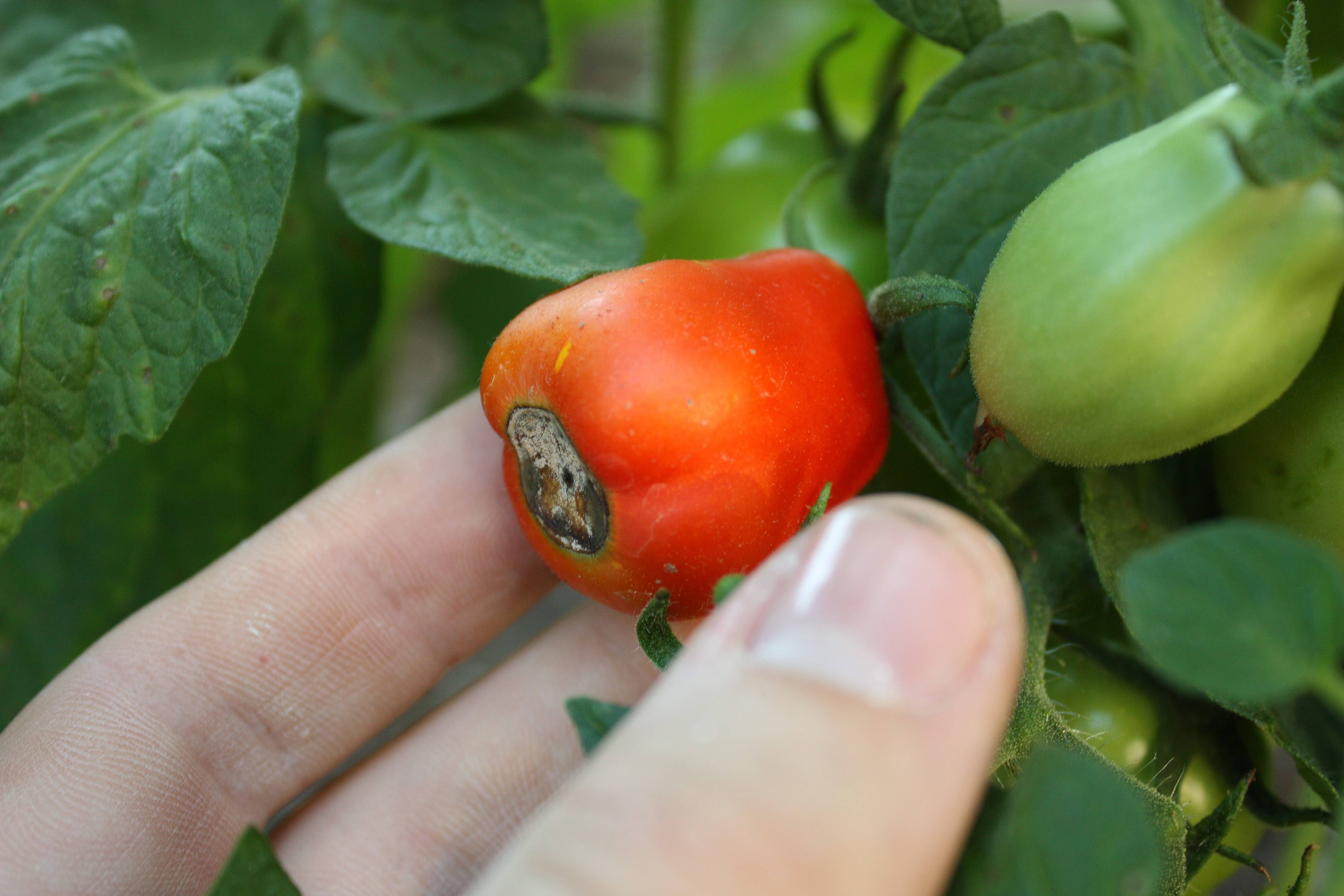 Почему чернеют помидоры в теплице: снизу, полностью, причины, лечение, профилактика, фото, видео