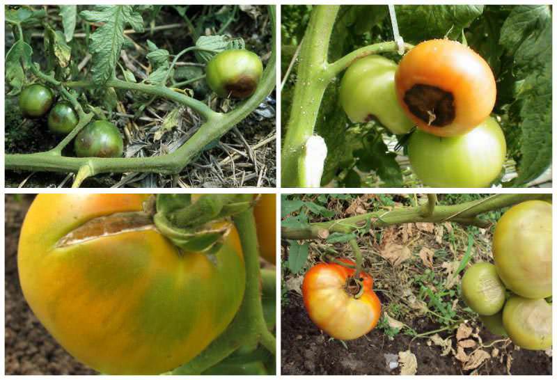 Чернеют помидоры: что делать и как спасти культуру в теплице?