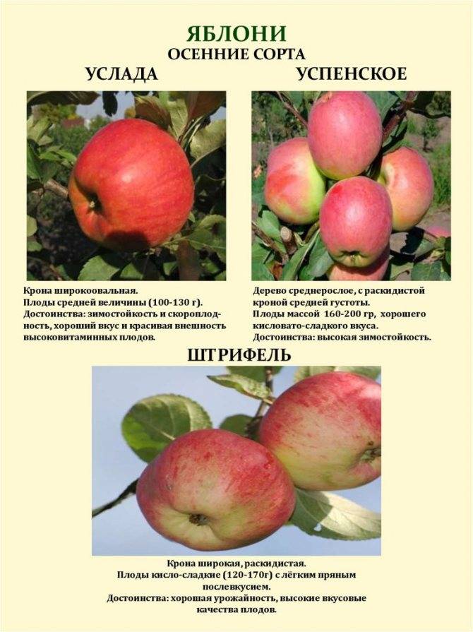 Летние сорта яблонь и их фото с названием и описанием