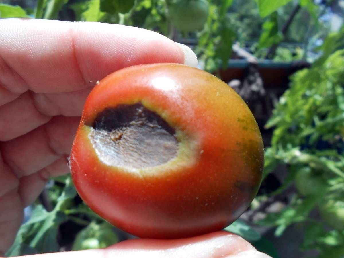 Чернеют листья у помидоров: разбираемся в причинах и лечим растения