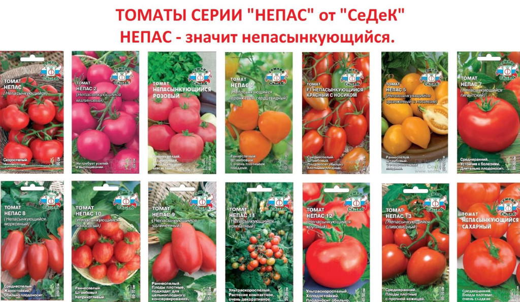 Какие сорта томатов выбрать для выращивания в сибири