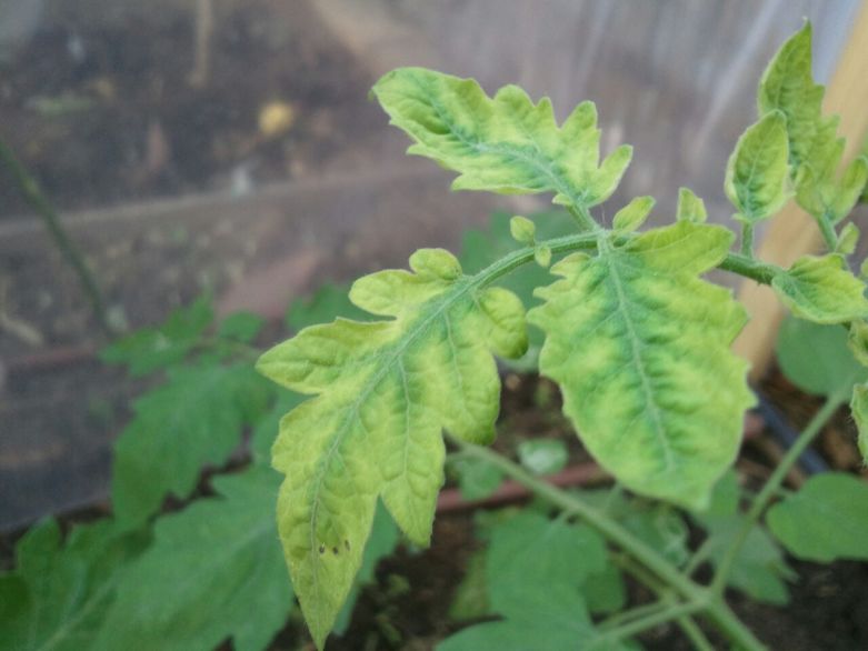 Нижние листья помидор: почему желтеют и нужно ли их обрывать?