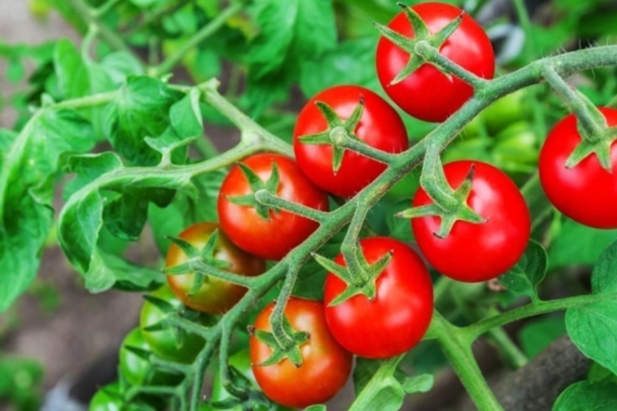 Когда и как правильно пересадить рассаду помидор в теплицу и открытый грунт