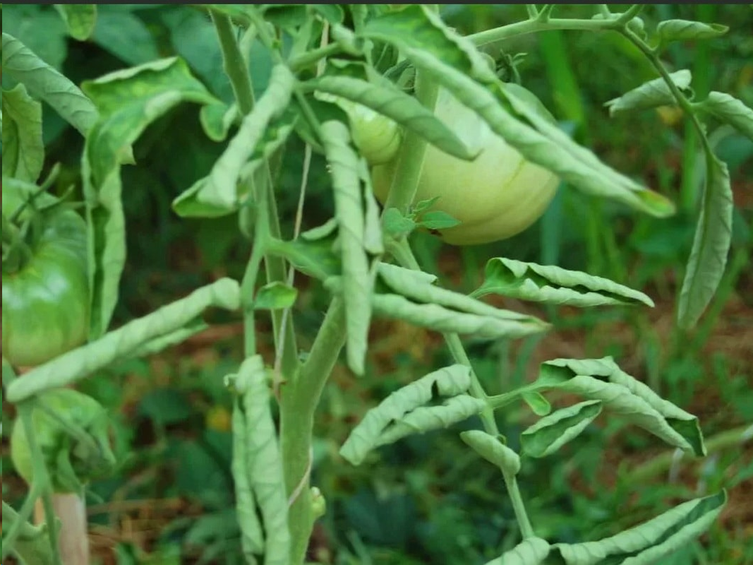 Почему листья у помидор скручиваются: что делать, чем лечить, вверх лодочкой, внутрь, желтеют, в открытом грунте, сохнут, на верхушке
