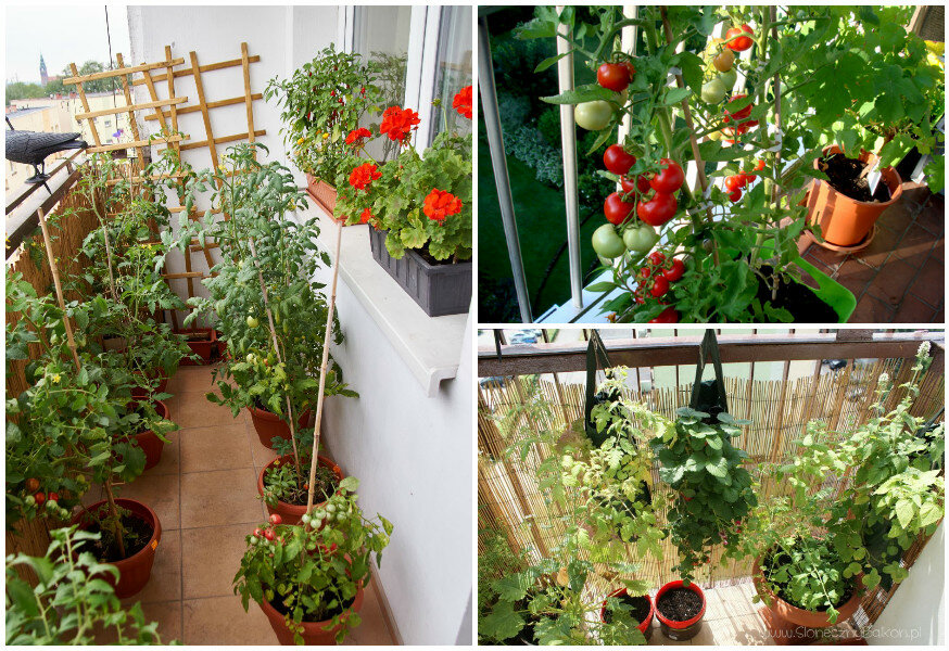 Огород на балконе: выращиваем овощи своими руками