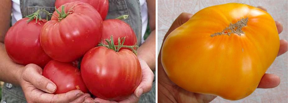 Лучшие сорта помидоров сибирской селекции на 2023 год
