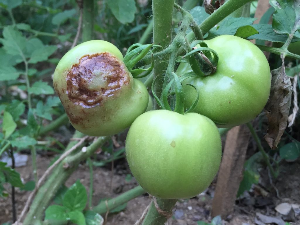 Что делать, чтобы помидоры не чернели на открытом грунте и теплице?