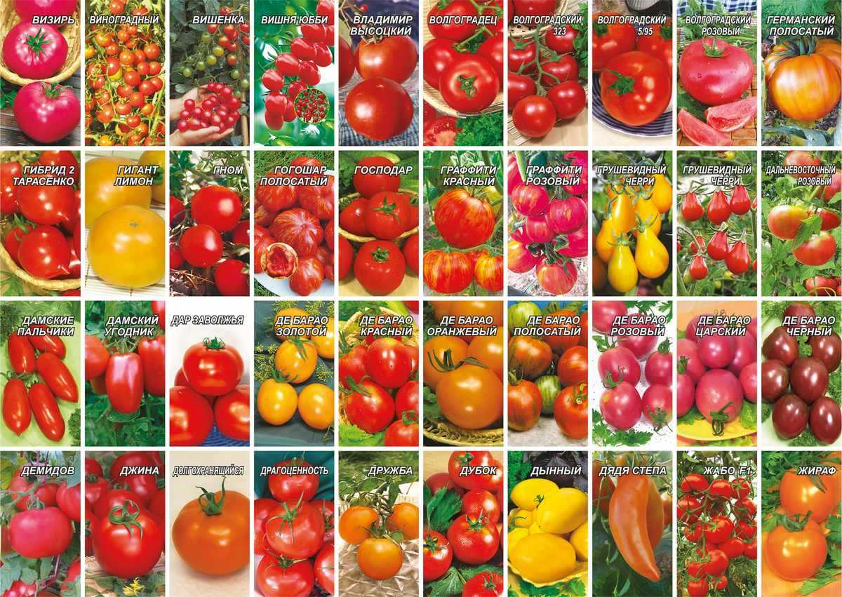 Виды и преимущества низкорослых томатов. лучшие сорта на 2023 год.
