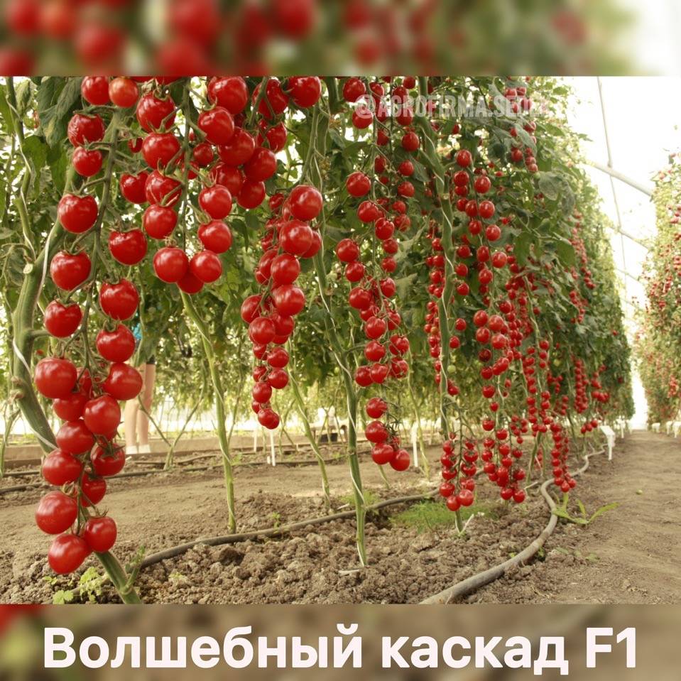 Урожайные и лучшие сорта томатов для теплицы из поликарбоната в средней полосе и не только
