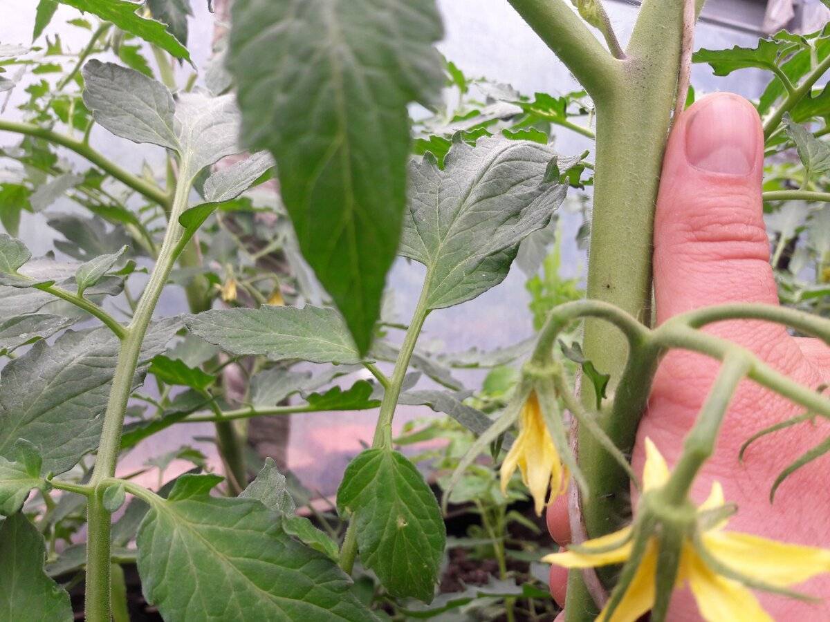 Почему опадают цветы у помидор: основные причины, меры профилактики и самые эффективные методы борьбы (видео + фото)