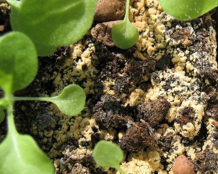 Как обеззаразить землю в теплице – способы обработки почвы. открываем секрет: почему в теплице зеленеет земля и как с этим бороться