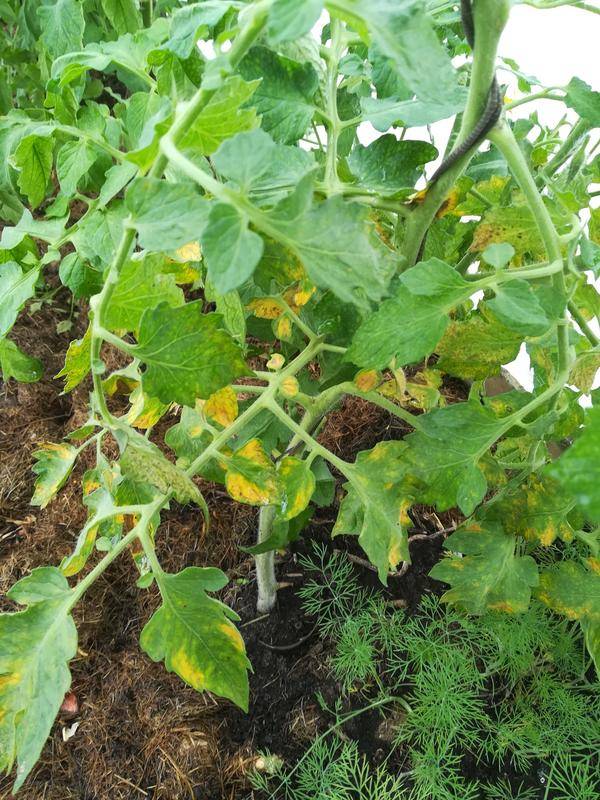Из-за чего желтеют листья помидоров в теплице: узнайте за 5 минут