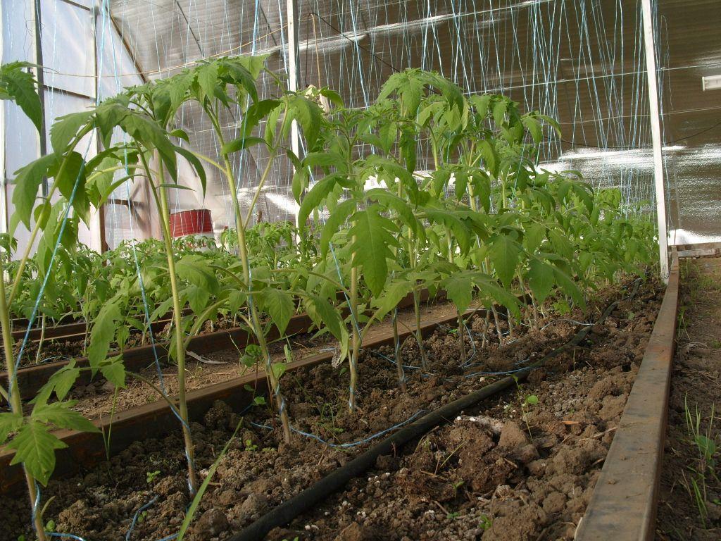 Как сажать помидоры в парник рассадой: основные правила