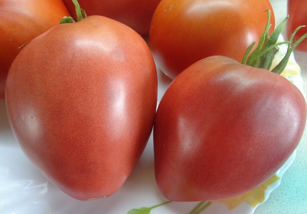 Лучшие сорта томатов для теплицы: самые урожайные, крупные и сладкие