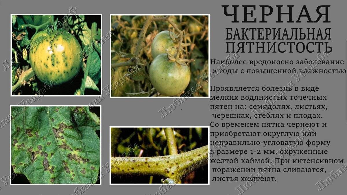 Болезни и вредители томатов в теплице: описание с фотографиями, способы лечения плодов и листьев кустов