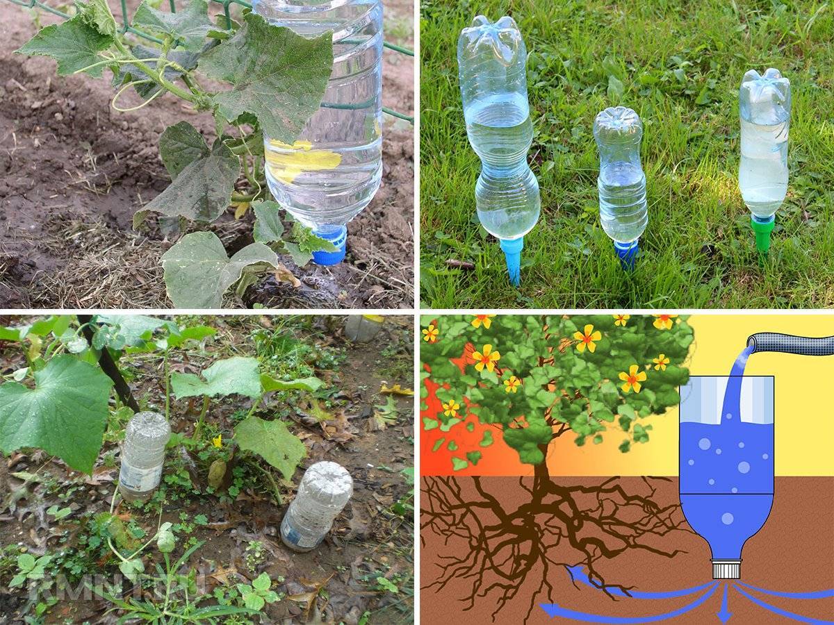 Полив в теплице из пластиковых бутылок: 7 преимуществ