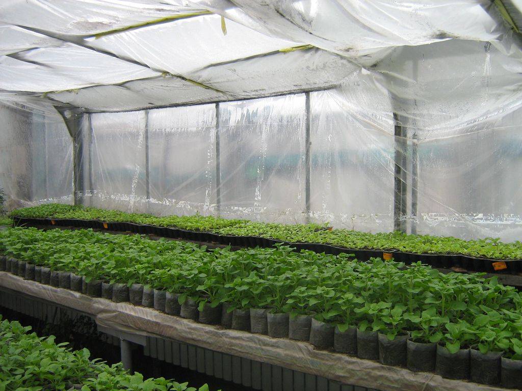 Что выгодно выращивать в теплице на продажу?