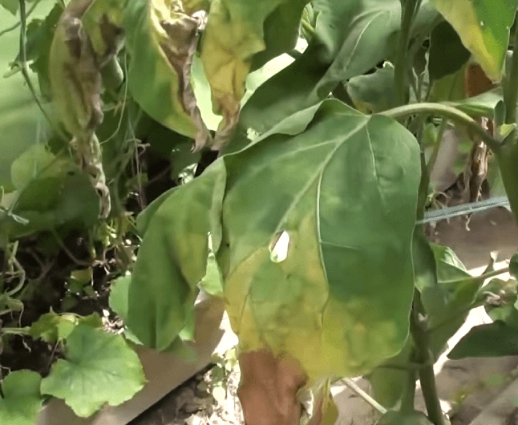 Болезни листьев у баклажанов: описания с фото и способы лечения