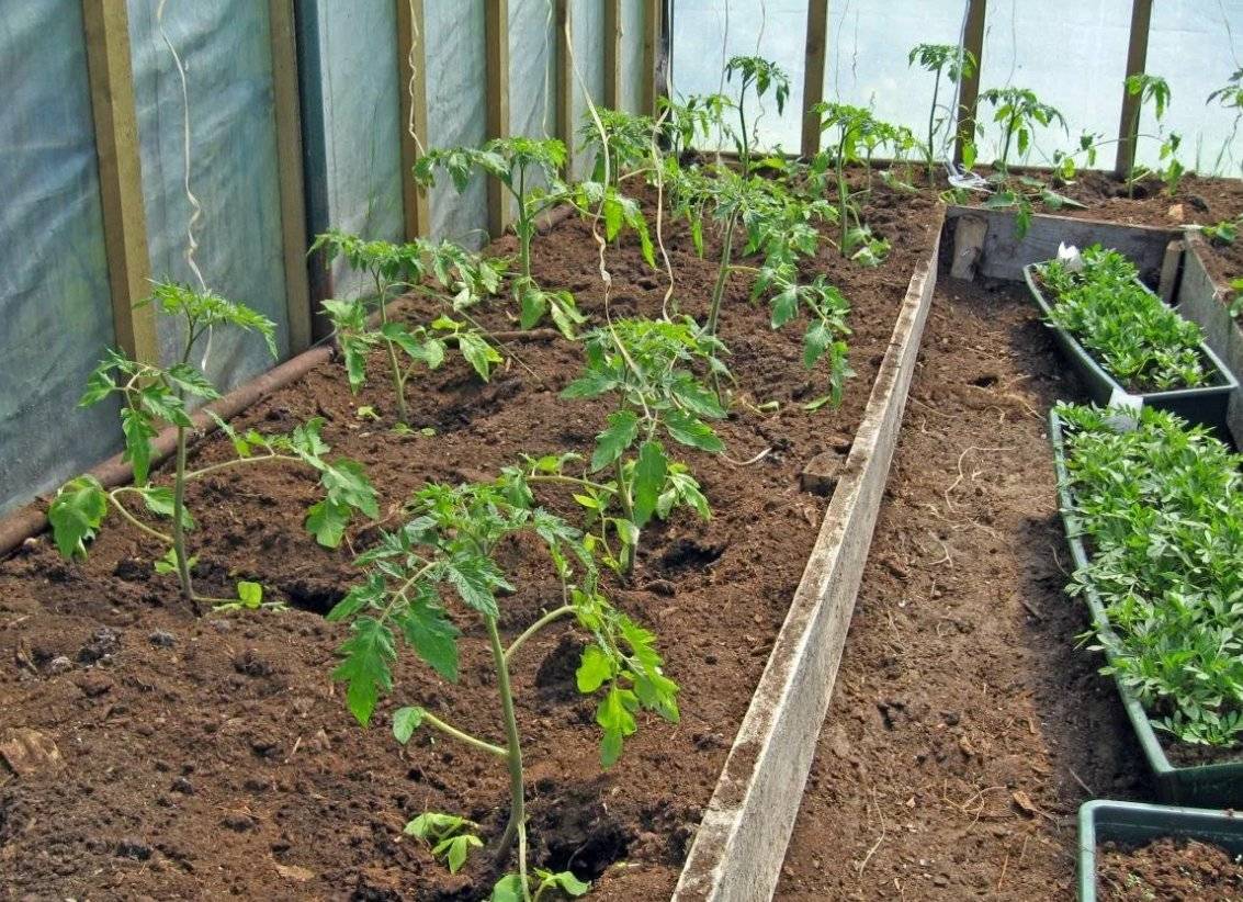 Высадка рассады помидор в теплицу и как правильно высадить рассаду