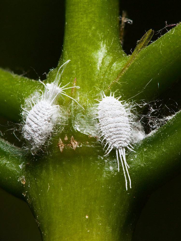 Болезни огурцов в теплице и их лечение: бледнеют и сохнут листья и завязь, тля и паутинный клещ
