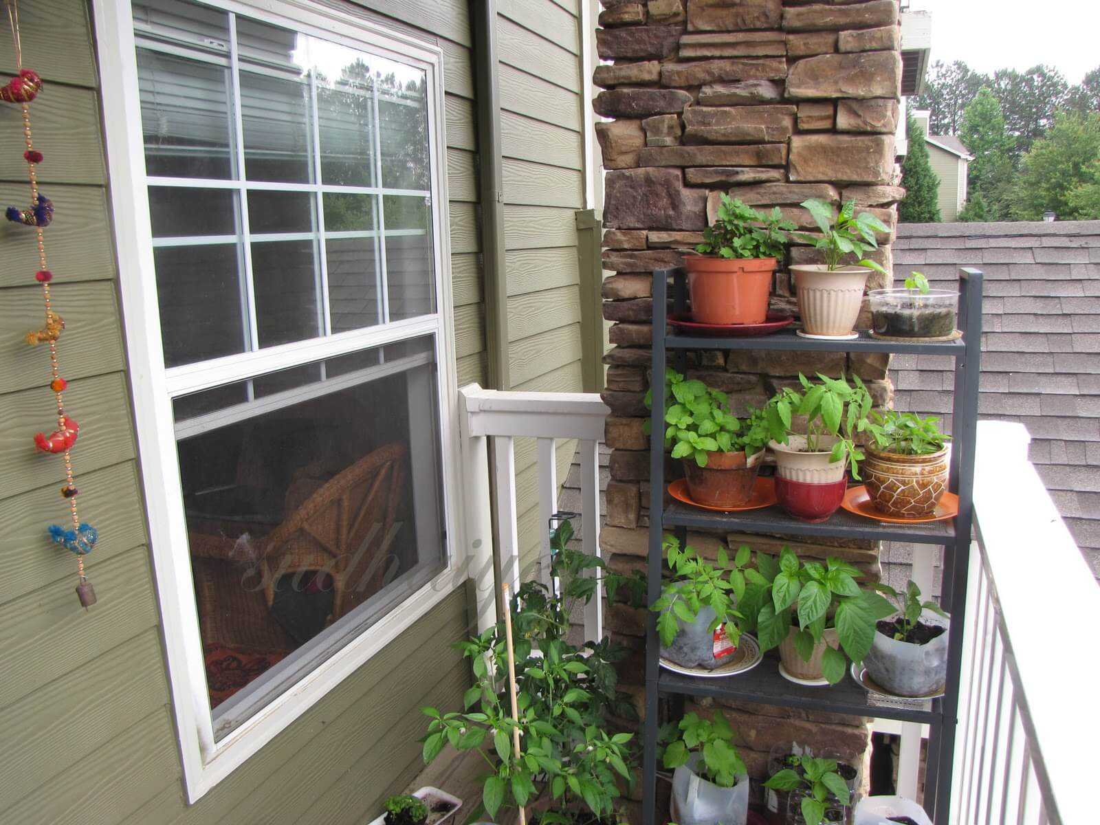 Огород на балконе для начинающих: что можно посадить из овощей и зелени