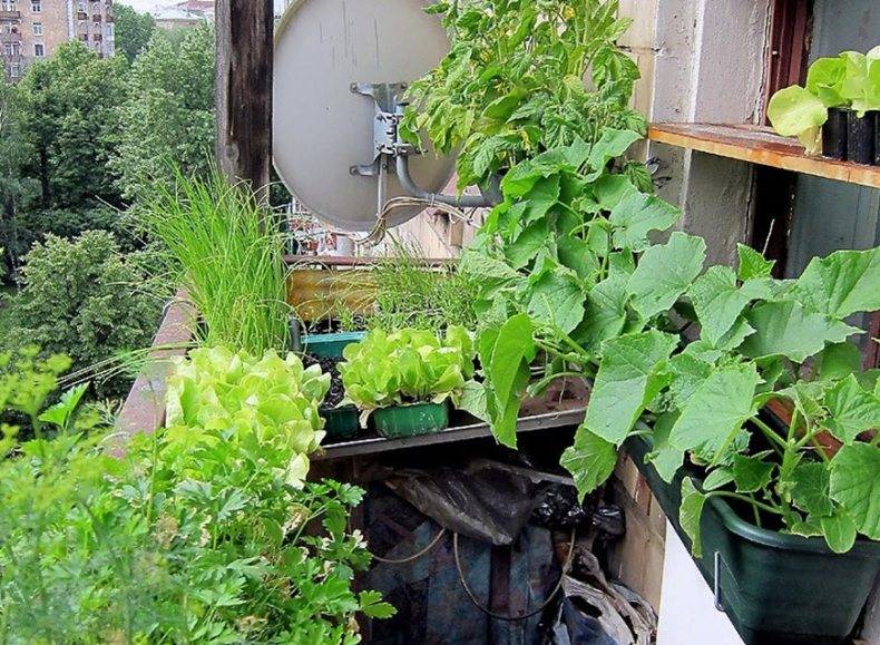 Мини огород на собственном балконе своими руками