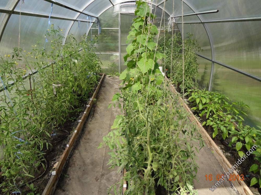 Баклажаны: выращивание и уход в теплице с огурцами, можно ли сажать