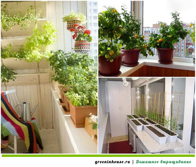 Какие овощи можно вырастить в квартире: помидоры и огурцы на балконе