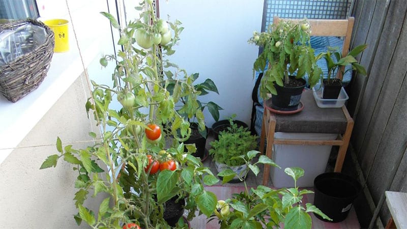 Огород на балконе для начинающих: кабачки, редис, перец