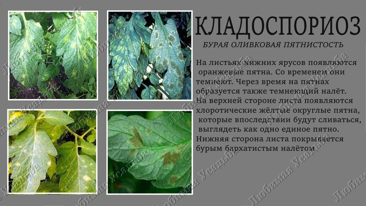 Болезни томатов в теплице, фото и их лечение: 4 опасных заболевания
