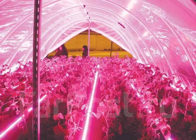 Светильники для теплиц: светодиодный свет, тепличная лента, прожектор и подсветка растений при выращивании