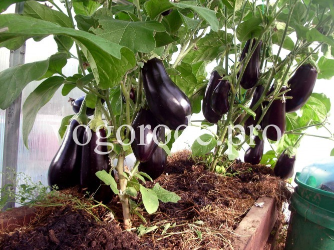 Выращивание баклажан в теплице из поликарбоната: лучшие сорта, посадка и уход