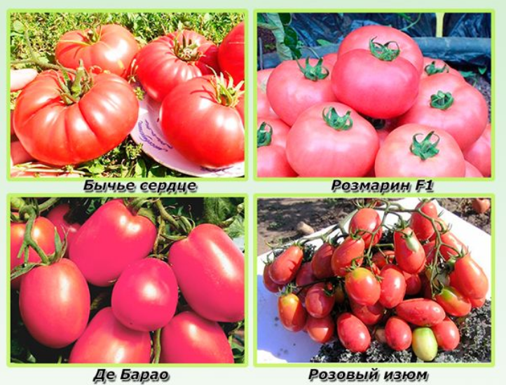 👨‍🌾 низкорослые томаты для теплицы: 5 сортов, подходящих для выращивания в парниках selo.guru — интернет портал о сельском хозяйстве