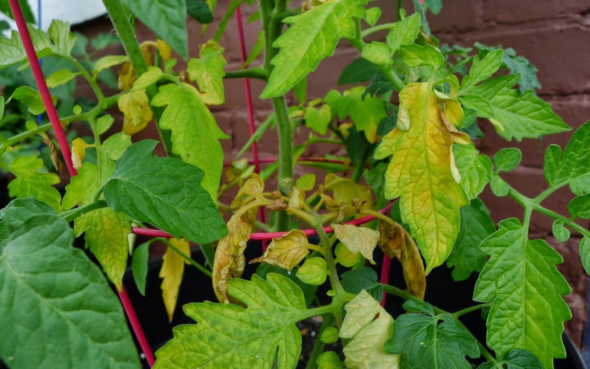 Нужно ли обрывать нижние листья у томатов: когда и почему они желтеют