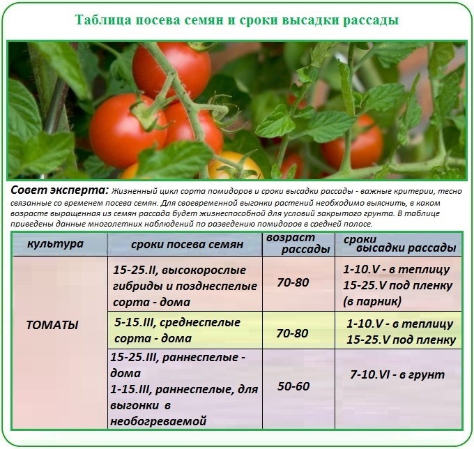 Когда высаживать помидоры в теплицу из поликарбоната: советы и рекомендации