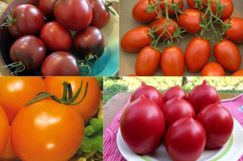 Низкорослые томаты для теплицы: лучшие сорта, для подмосковья, средней полосы россии, сибири, урала