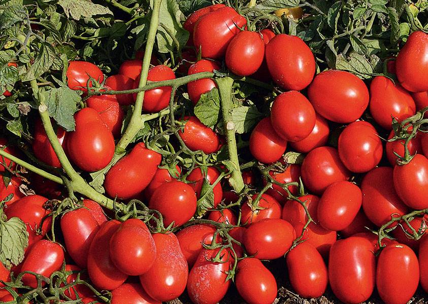 Самые-самые: сочные, ароматные и сладкие помидоры для теплицы и открытого грунта — как не ошибиться в выборе сорта? — фазенда