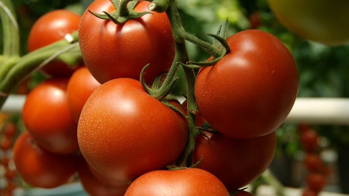 Самые сладкие сорта томатов для выращивания в открытом грунте