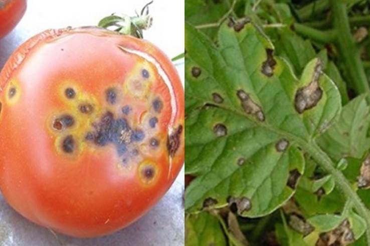 Болезни тепличных помидоров и их лечение