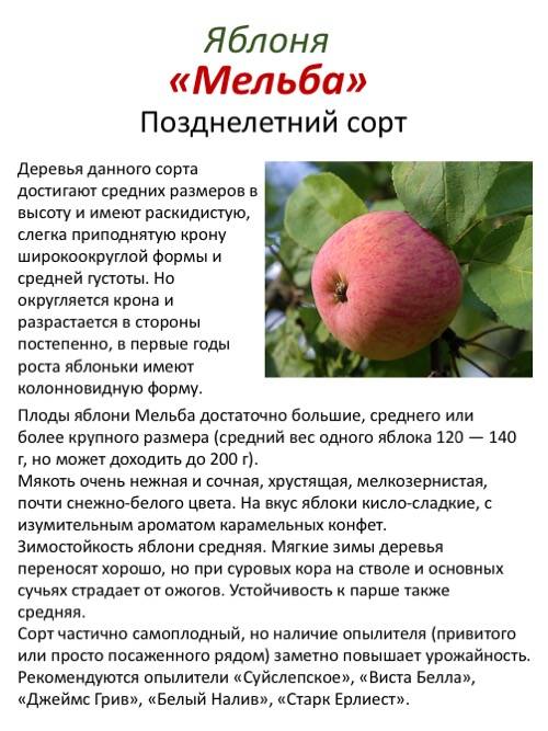 Какие сорта яблонь лучше сажать в сибири - топ 5: описание, фото, отзывы
