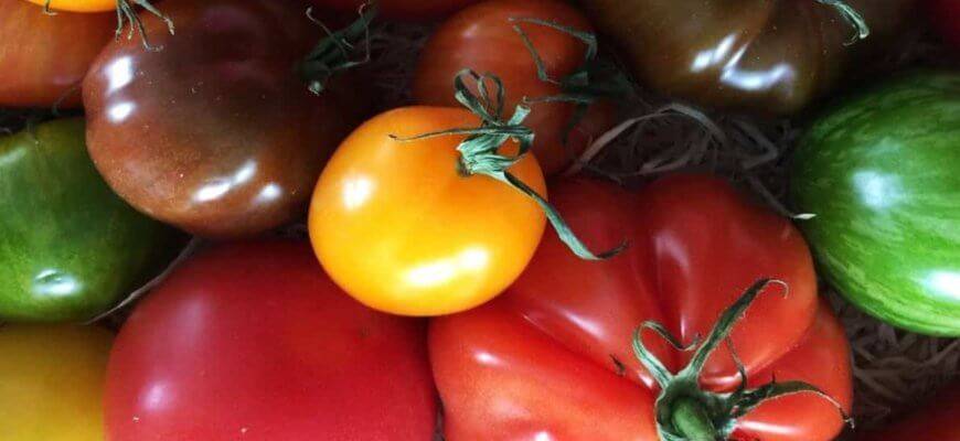 20 лучших сортов тепличных томатов, которые можно выращивать в сибири