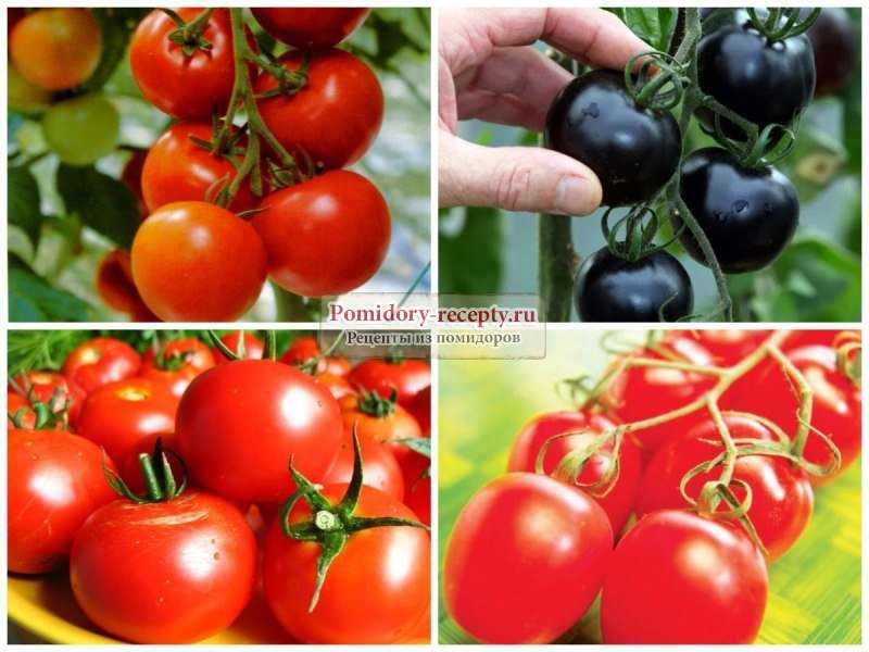 Лучшие сорта помидор для подмосковья. описание и отзывы сортов для теплицы и открытого грунта