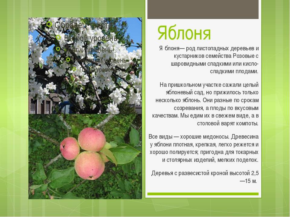 В сад по яблоки: самые ранние и вкусные сорта яблонь для разных регионов России