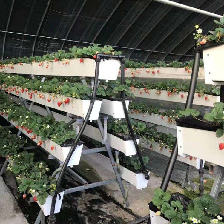 Выращивание клубники в теплице, голландская технология