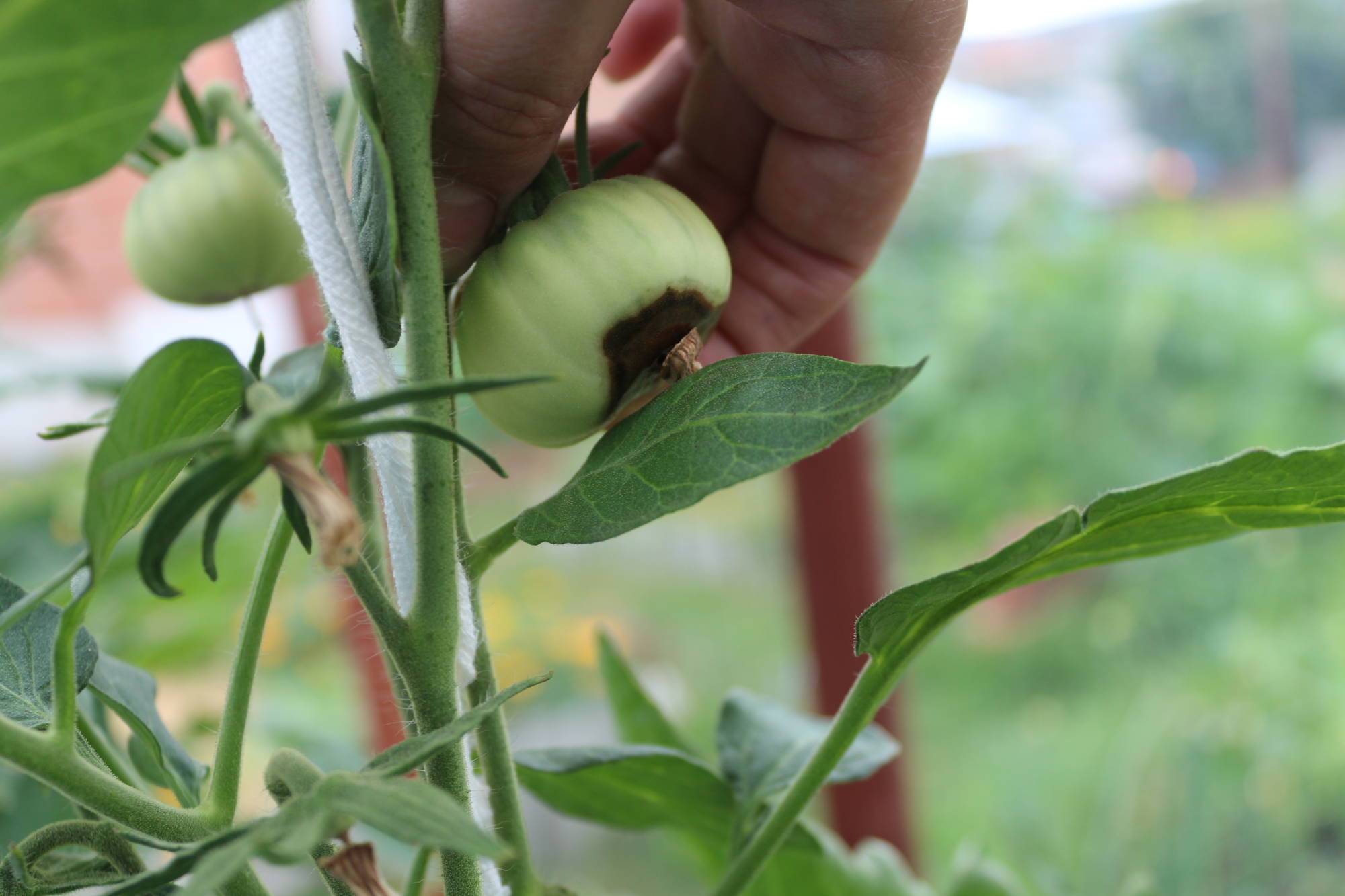Чернеют зеленые помидоры, что делать. что делать, если чернеют помидоры | здоровое питание