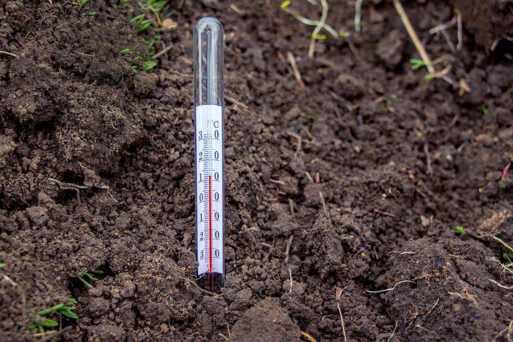 Строгие правила — достойный урожай: нюансы выращивания огурцов в теплице