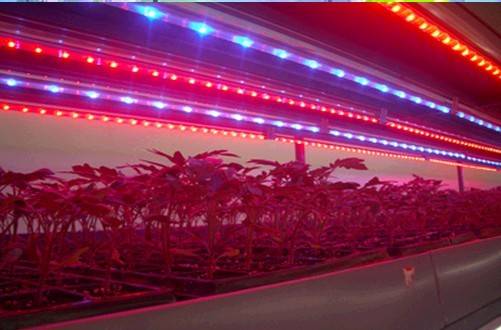 Освещение в теплице из поликарбоната: нужно ли ночью для растений, для выращивания огурцов, помидоров и салата