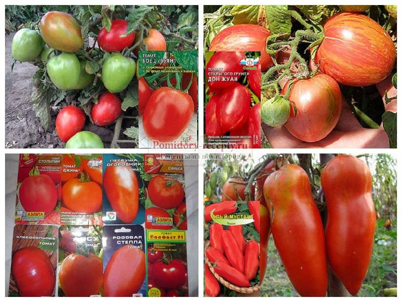 Лучшие сорта низкорослых томатов на 2023 год