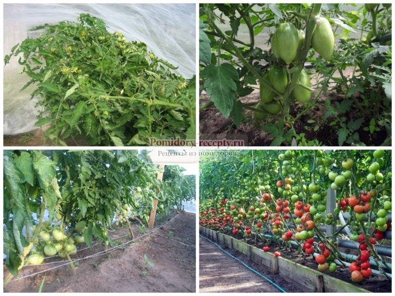 Почему опадают цветы и завязи у помидоров в теплице или в открытом грунте: причины, что делать - onwomen.ru