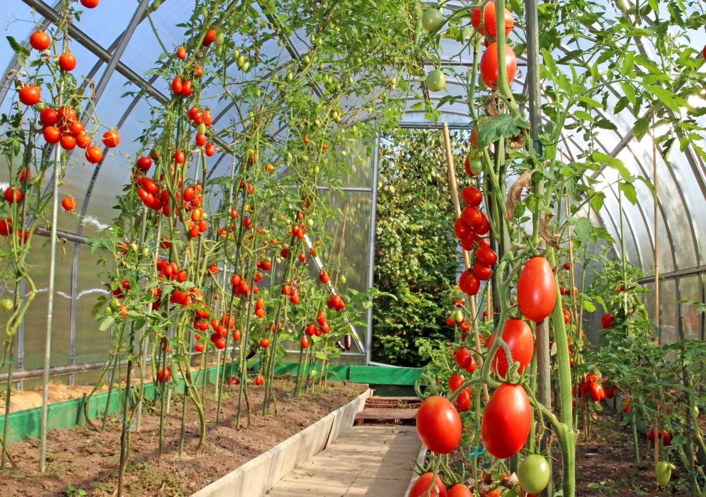 Самые высокоурожайные сорта томатов: фото, названия и описания (каталог)
